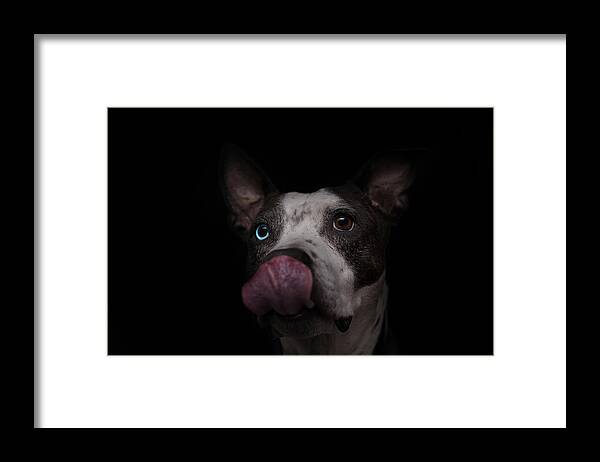 Animal Framed Print featuring the photograph Cleo #2 by Brian Cross