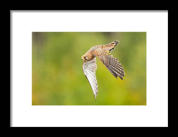 Nature Framed Print featuring the photograph Common Kestrel #2 by Milan Zygmunt