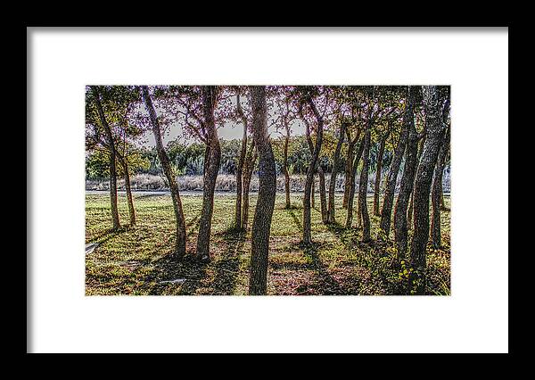 Tree Framed Print featuring the photograph Dancing Oaks by Ivars Vilums