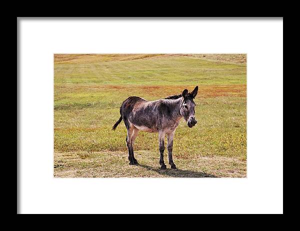 Donkey At Custer Framed Print featuring the photograph Donkey at Custer State Park #2 by Susan Jensen
