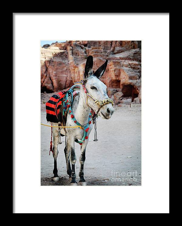 Donkey Framed Print featuring the photograph 	Donkey #2 by Jelena Jovanovic
