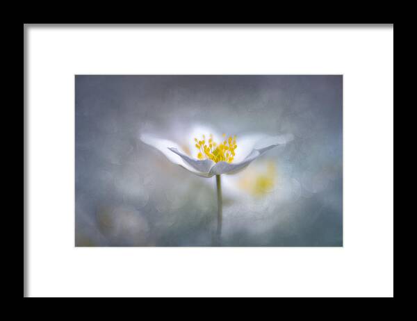 Anemone Nemorosa Framed Print featuring the photograph Dreamy #2 by Ludwig Riml