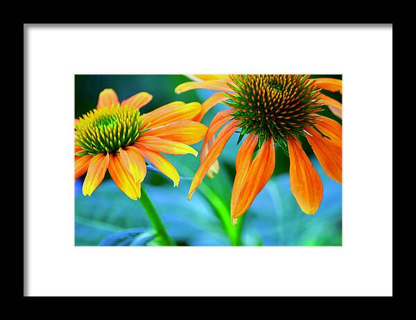 Flowers Framed Print featuring the photograph Echinacea #3 by Bonnie Bruno