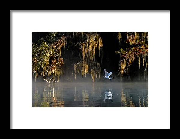 Lake Framed Print featuring the photograph Egret #2 by Hua Zhu