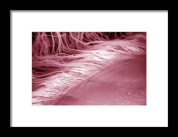 Abstract Framed Print featuring the photograph Eye, Sem #2 by Ralph C. Eagle