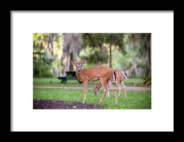 Nature Framed Print featuring the photograph Feeding Deer by Joe Leone