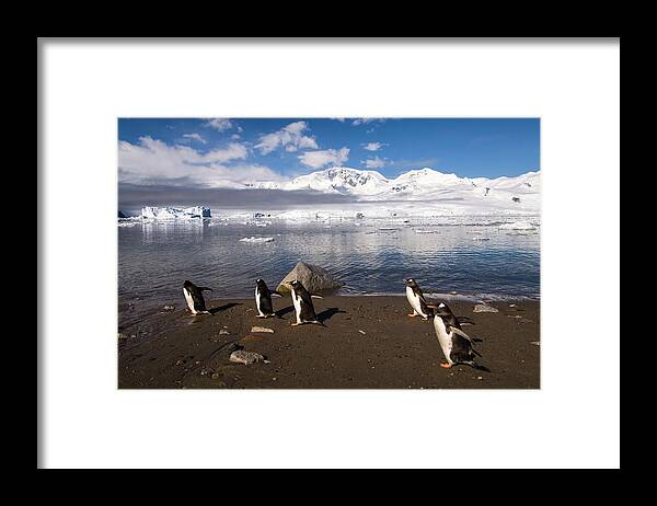 Estock Framed Print featuring the digital art Gentoo Penguins #2 by Jacana Stock