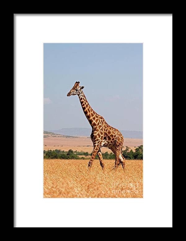 Scenics Framed Print featuring the photograph Giraffe In Savannah #2 by Wldavies