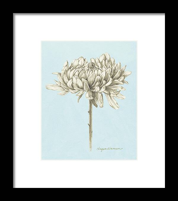 Botanical & Floral Framed Print featuring the painting Graphite Botanical Study II #2 by Grace Popp