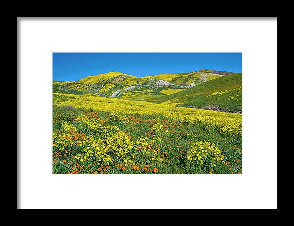 00568647 Framed Print featuring the photograph Hillside Daisy, Superbloom, Temblor Range, Carrizo Plain Nm, California #2 by Tim Fitzharris