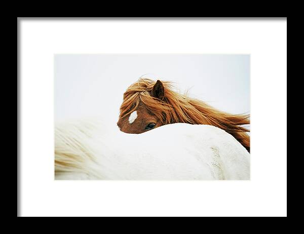 Animal Themes Framed Print featuring the photograph Horses #2 by Markus Renner