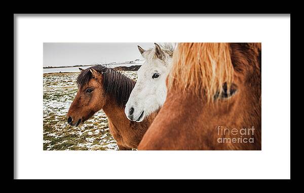 Animal Framed Print featuring the photograph Horses of Icelandic race in a snowy enclosure, environmentalists try to preserve the purity of the species. #2 by Joaquin Corbalan