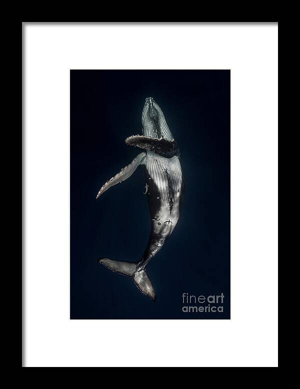 Underwater Framed Print featuring the photograph Humpback Whale Megaptera Novaeangliae #2 by Steve Woods Photography