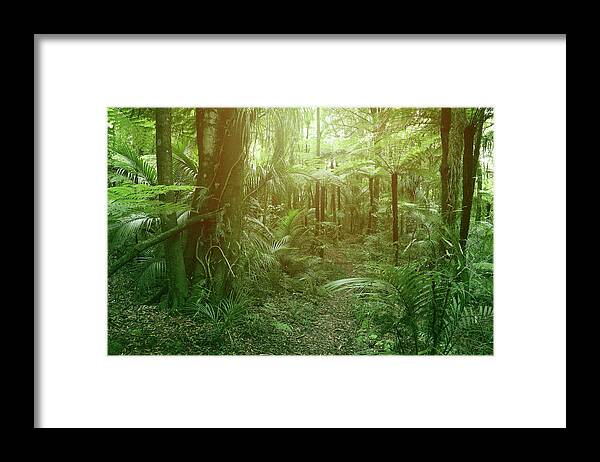 Rain Forest Framed Print featuring the photograph Jungle fern trees #2 by Les Cunliffe