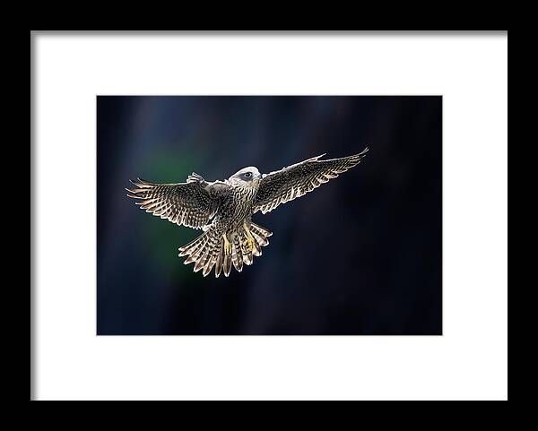 Falcon Framed Print featuring the photograph Juvenile Falcon #2 by Tao Huang