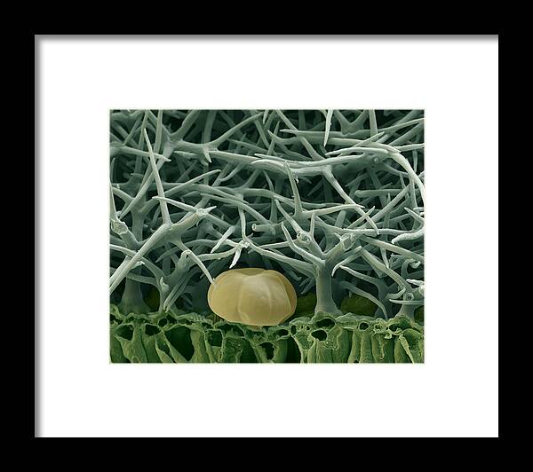 Aromatic Framed Print featuring the photograph Lavender Leaf #2 by Meckes/ottawa