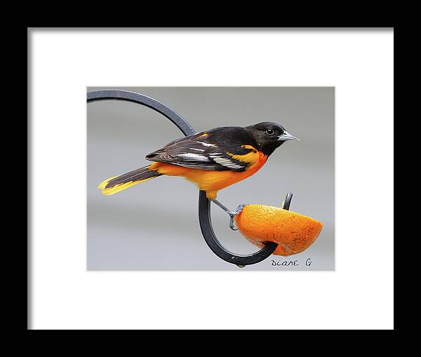  Male Baltimore Oriole Framed Print featuring the photograph Male Baltimore Oriole #2 by Diane Giurco