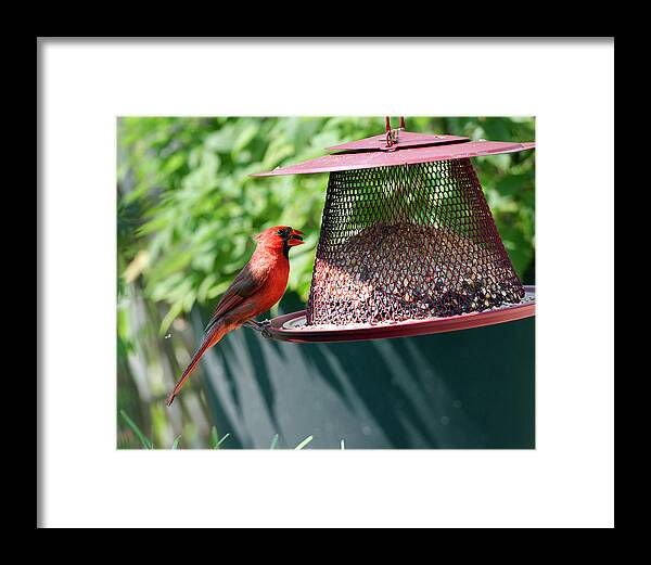 Cardinal Framed Print featuring the photograph Male Cardinal #2 by Jeff Ross