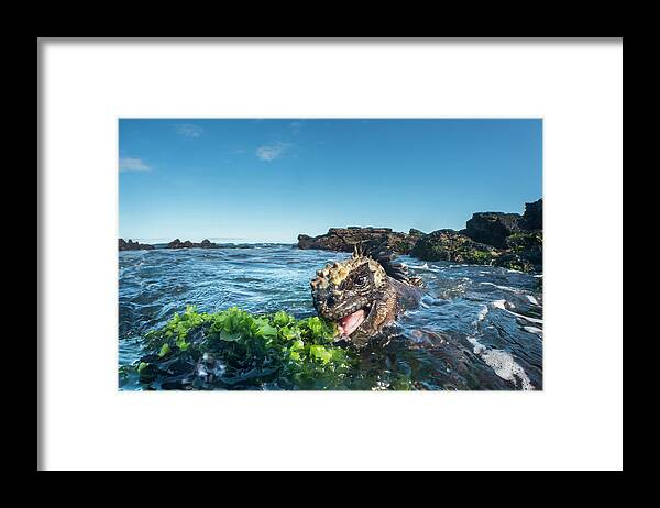 Animals Framed Print featuring the photograph Marine Iguana Grazing On Algae #2 by Tui De Roy