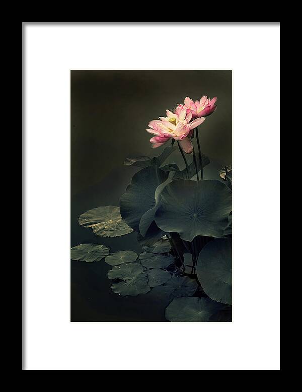 Lotus Framed Print featuring the photograph Midnight Lotus by Jessica Jenney