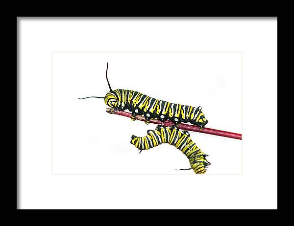 White Background Framed Print featuring the photograph Monarch Caterpillar #2 by Jim Mckinley