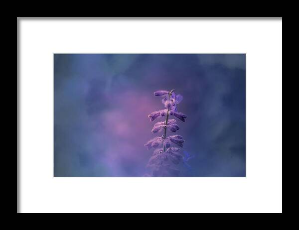 Flower Framed Print featuring the photograph Morning Light #2 by Allin Sorenson