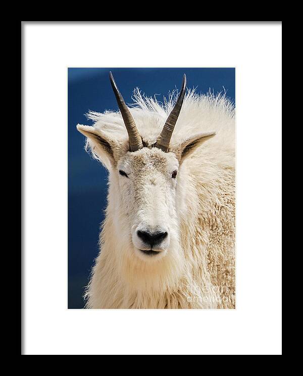 Mountain Framed Print featuring the photograph Mountain goat #1 by Steven Liveoak