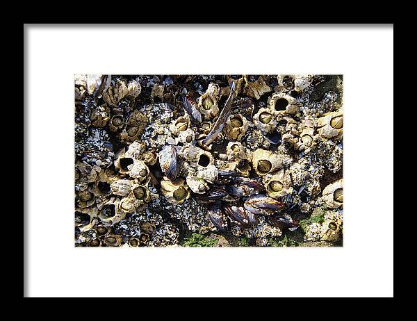 Coast Framed Print featuring the photograph Mussels And Barnacle #2 by Steve Estvanik