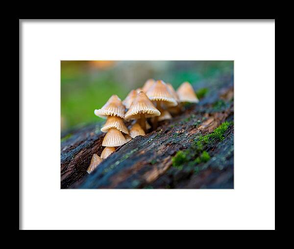 Mushrooms Framed Print featuring the photograph New Forest Fungi #2 by Elaine Henshaw