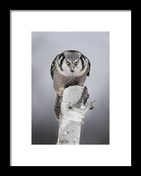 Animal Themes Framed Print featuring the photograph Northern Hawk-owl #2 by Jim Cumming