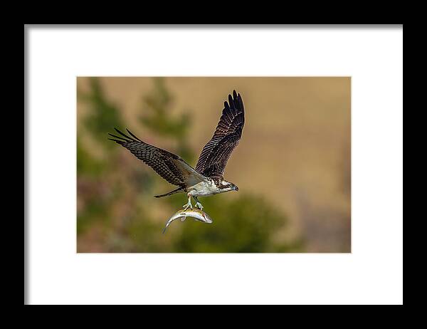 Osprey Framed Print featuring the photograph Osprey And Fish #2 by Johnson Huang