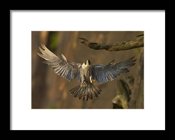 Bird Framed Print featuring the photograph Peregrine Falcon Landing #2 by Johnny Chen