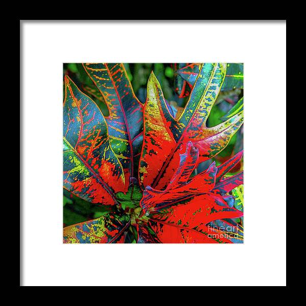 Leaf Framed Print featuring the photograph Plants and Leaves Hawaii by D Davila