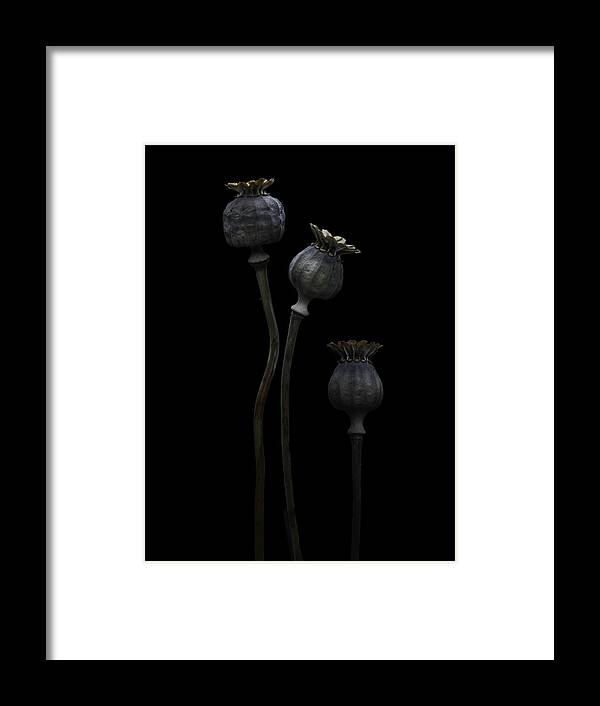 Low-key Framed Print featuring the photograph Poppy Pods #2 by Lotte Grnkjr