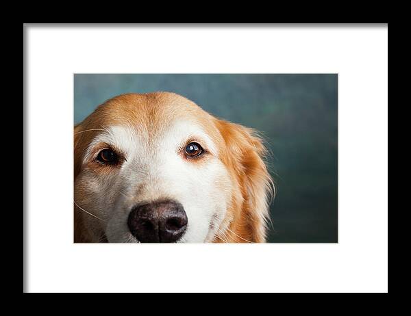 Photography Framed Print featuring the photograph Portrait Of A Golden Retriever Dog #2 by Panoramic Images
