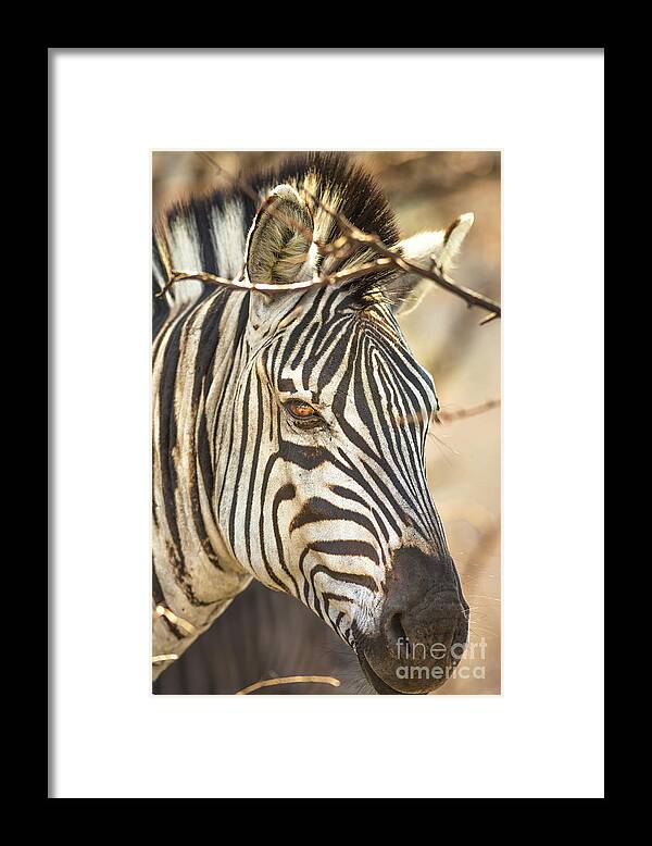 Zebra Framed Print featuring the photograph Portrait of Zembra #2 by Benny Marty
