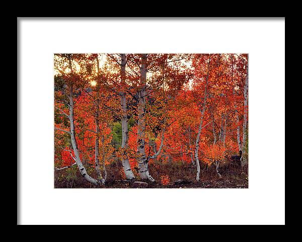 Idaho Scenics Framed Print featuring the photograph Red Aspens #2 by Leland D Howard