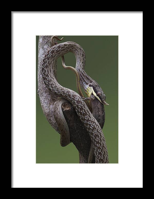 Rhinoratsnake Framed Print featuring the photograph Rhino Rat Snake #2 by ?o T?n Pht
