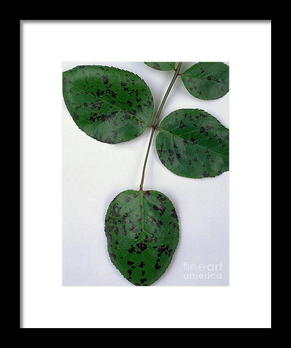 Horticulture Horticultural Framed Print featuring the photograph Rose Black Spot #2 by Geoff Kidd/science Photo Library