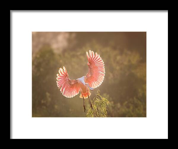 Bird Framed Print featuring the photograph Roseate Spoonbill #2 by Vicki Lai