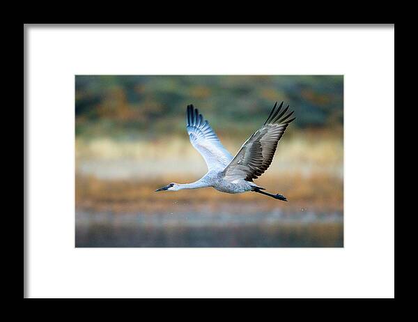 Photography Framed Print featuring the photograph Sandhill Crane, Soccoro, New Mexico, Usa #2 by Panoramic Images