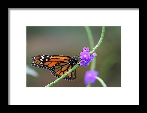 Orange Color Framed Print featuring the photograph Schmetterling Lepidoptera #2 by Copyright By Hellboy2503/jörg David