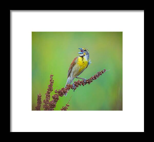 Wild Framed Print featuring the photograph Singing #2 by Mike He