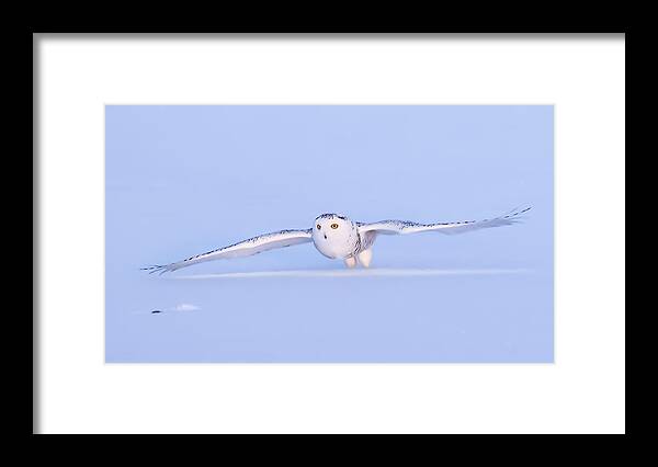 Snowy Owl Framed Print featuring the photograph Snowy Owl #2 by Davidhx Chen