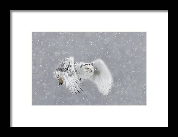 Snowy Owl
Owl
Snow Framed Print featuring the photograph Snowy Owl #2 by James Bian