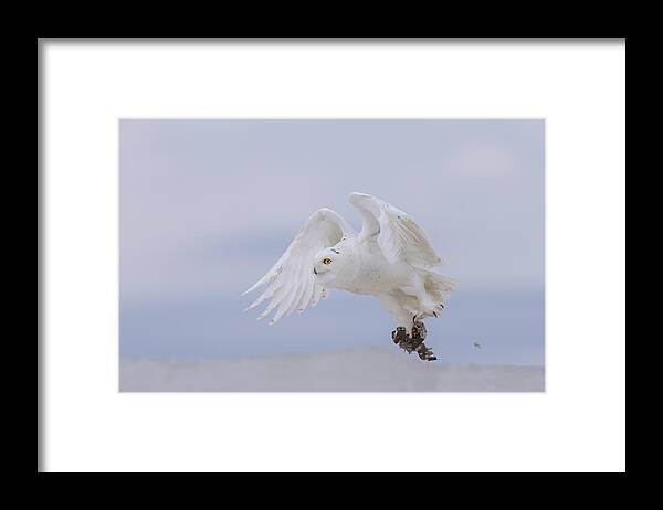 Snowy Framed Print featuring the photograph Snowy Owl #2 by Max Wang