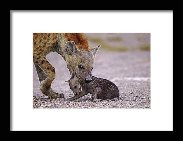 Africa Framed Print featuring the photograph Spotted Hyena Crocuta Crocuta Adult #2 by Nhpa