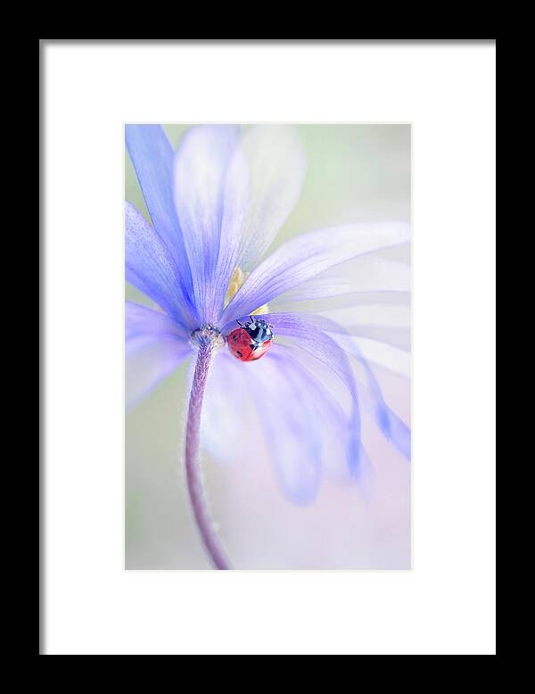 Ladybird Framed Print featuring the photograph Spring Lady #2 by Jacky Parker