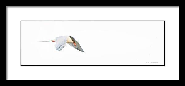 Tern Framed Print featuring the photograph Tern in Flight #2 by A Macarthur Gurmankin