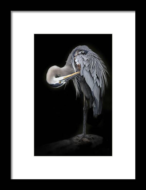 Bird Framed Print featuring the photograph The Great Blue Heron #2 by Linda D Lester